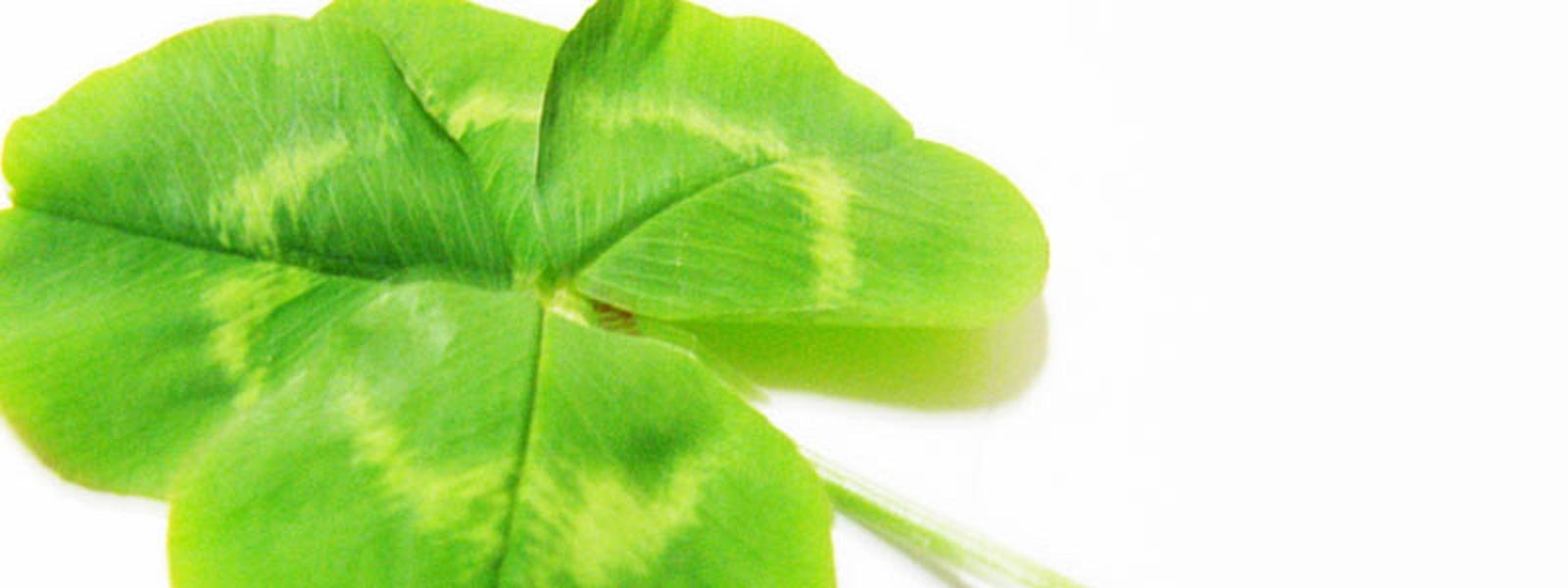 メイン画像 幸運の四つ葉のクローバー